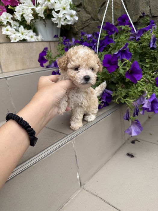 Цуцикіи мальтипу VIP якості