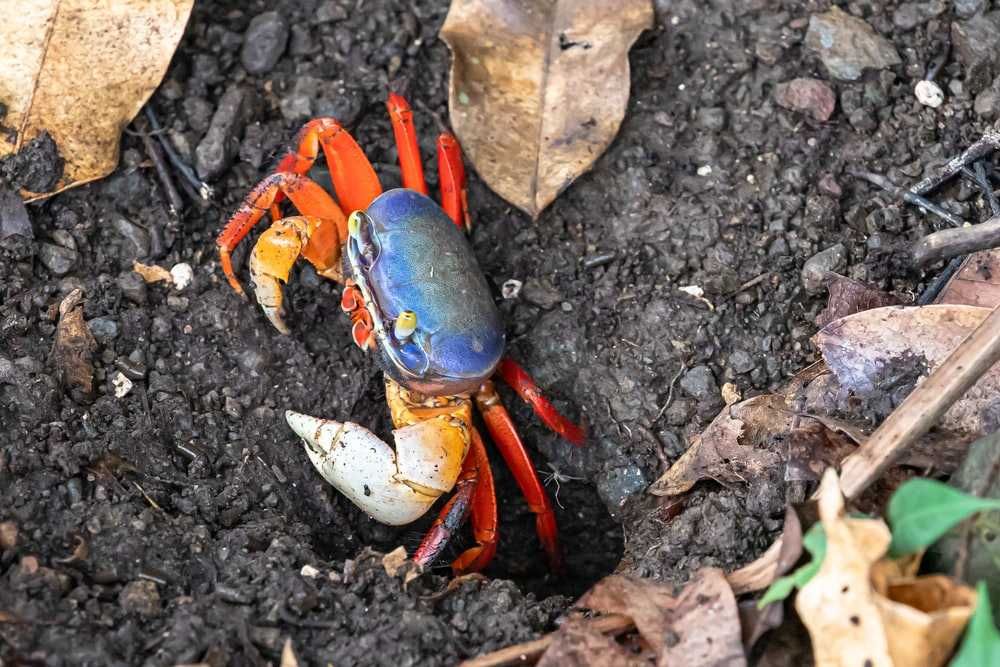 Krab tęczowy - Cardisoma armatum - Cardiosoma - dowozimy, wysyłamy