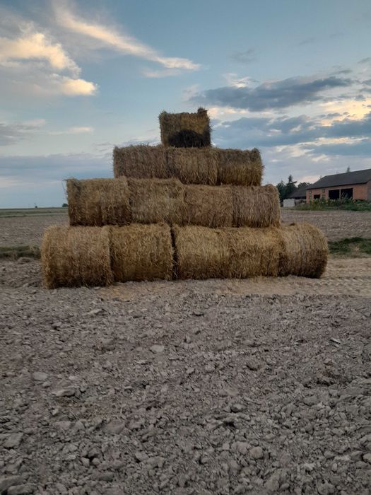 Słoma tegoroczna 120x120