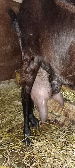 Продається дійна коза