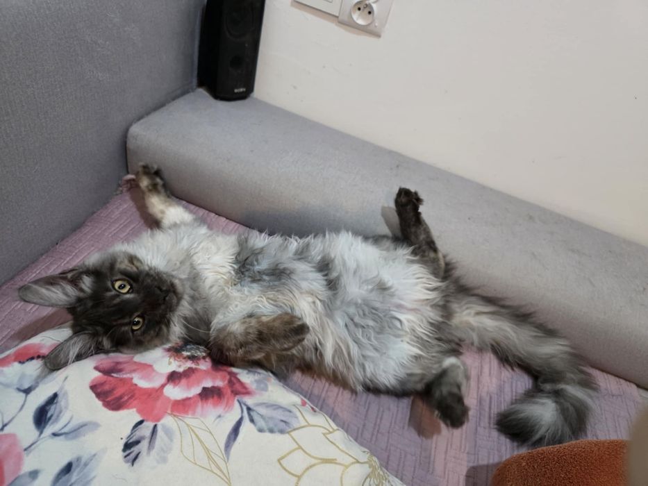 Piękna kotka maine coon Elzafelis polonia