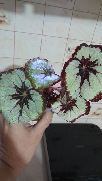 Королівські сортові бегонії