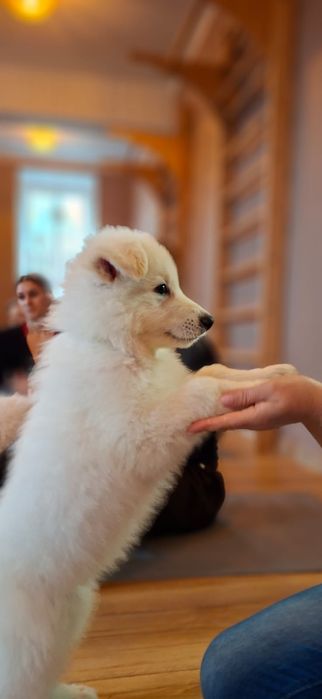 Biały Owczarek Szwajcarski FCI, suczka gotowa do odbioru