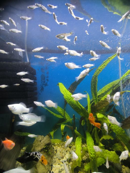 Молінезія Сніжинка мальки 1-2 см