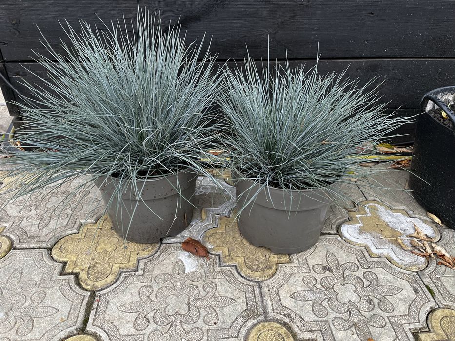 Овсянница сизая / голуьая