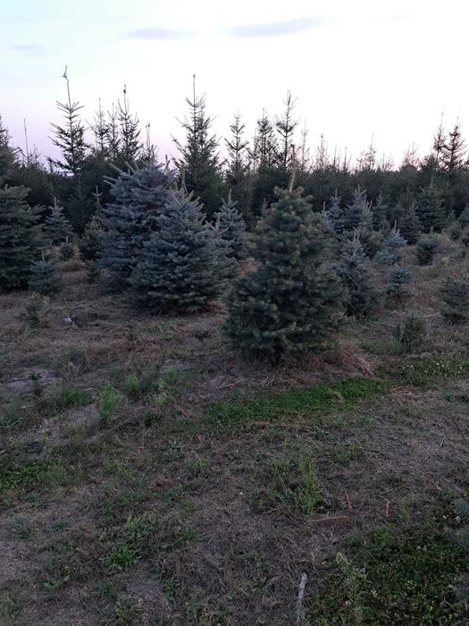 Jodła kaukaska choinki