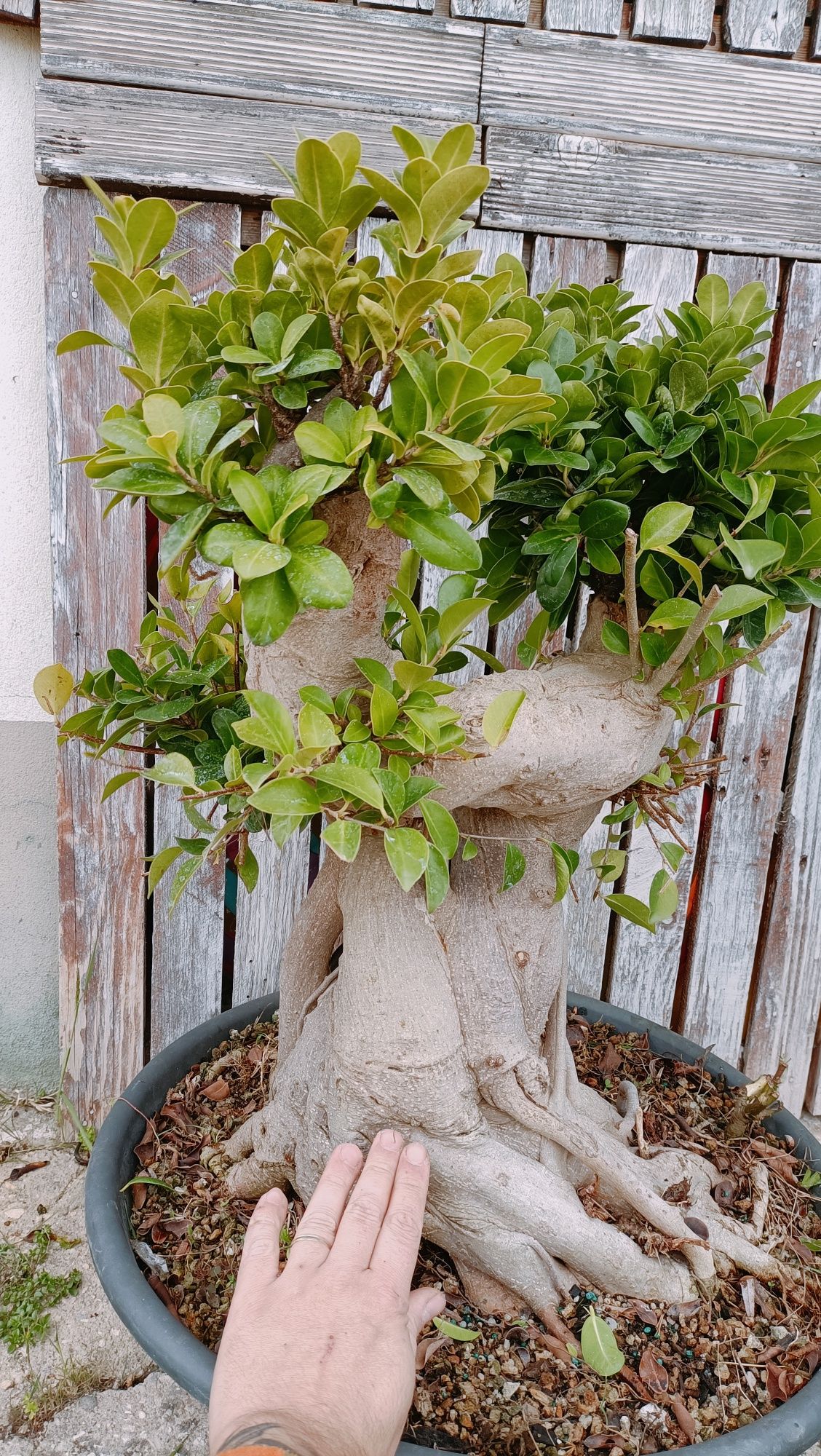 Vendo bonsai de fícus retusa