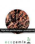 Черв'яки "Старатель" — 1500шт. Черви хробаки для рибалки і біогумуса.