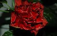 Róża chińska mała sadzonka