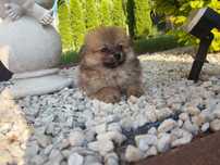 Szpic miniaturowy