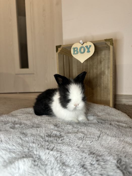 Króliki Karzełki Teddy Miniaturki Długowłose.