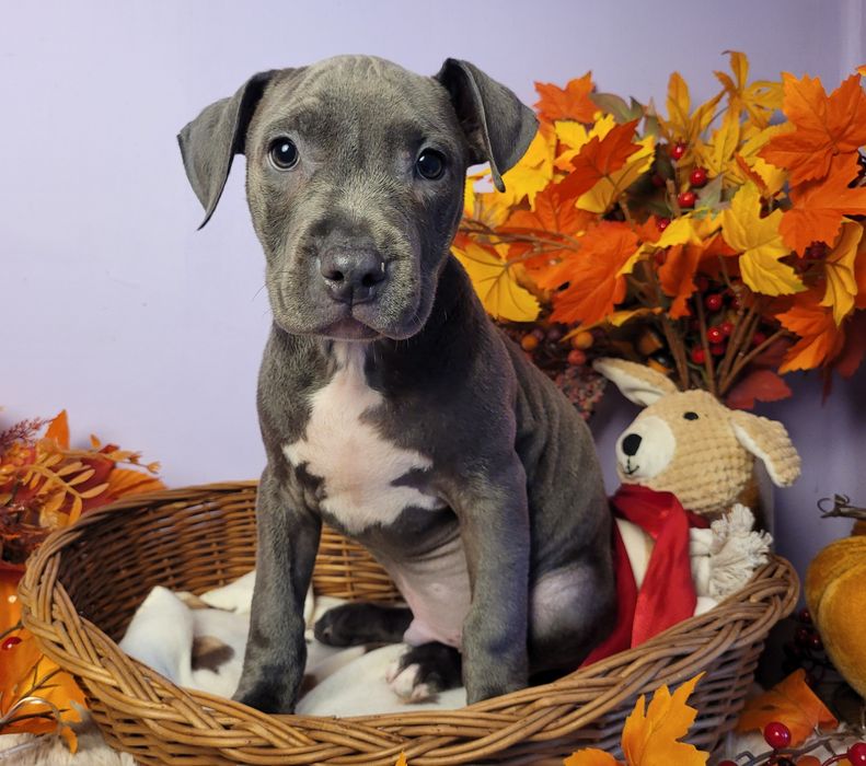 Śliczny piesek Amstaff blue!