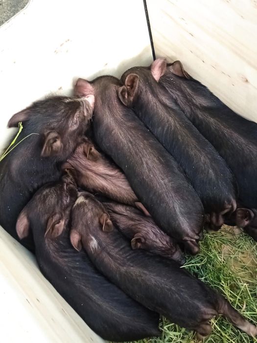 Продаю В'єтнамські поросята