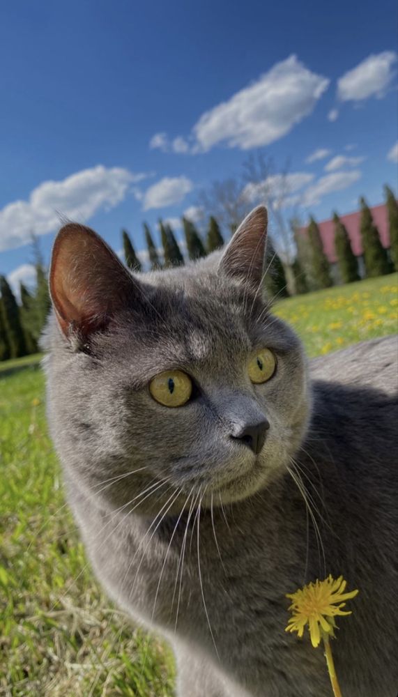 Британець короткошерстий