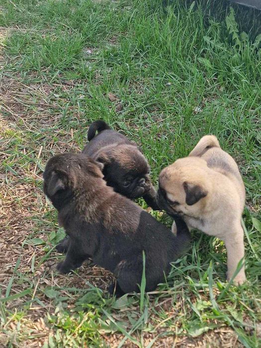 Продам дівчинку мопса