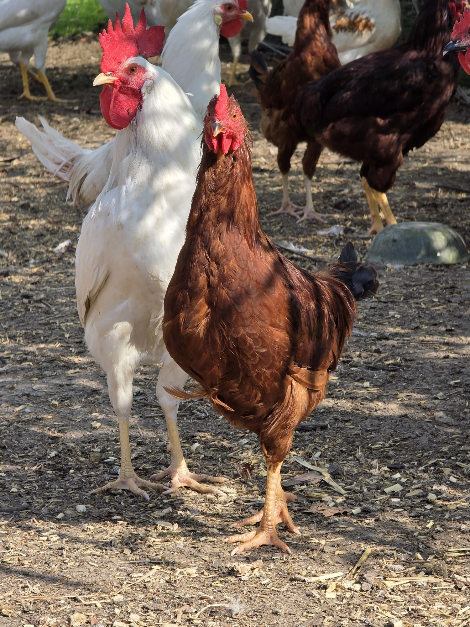 Kogut, koguty silka splash, leghorn, karmazyn