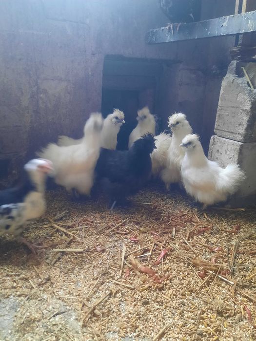 Silka kurczaki , nadwyzka