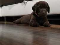 Labrador retriever