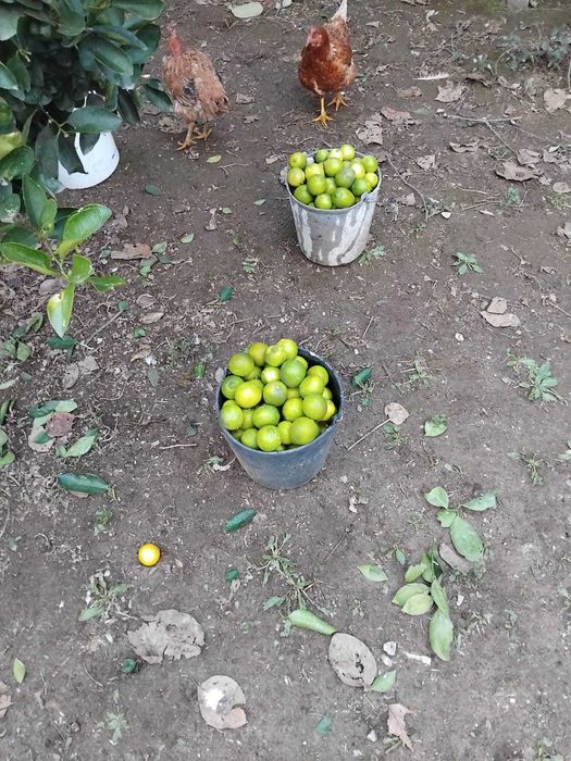 Lima 100 % Biológica