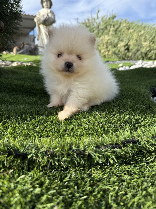 Spitz anão alemão m