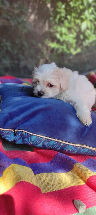 Maltipoo suczka Warszawa pudel maltańczyk