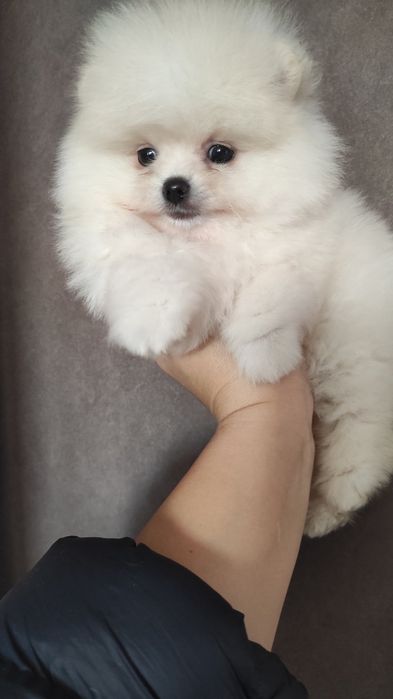 Щенки померанского шпица