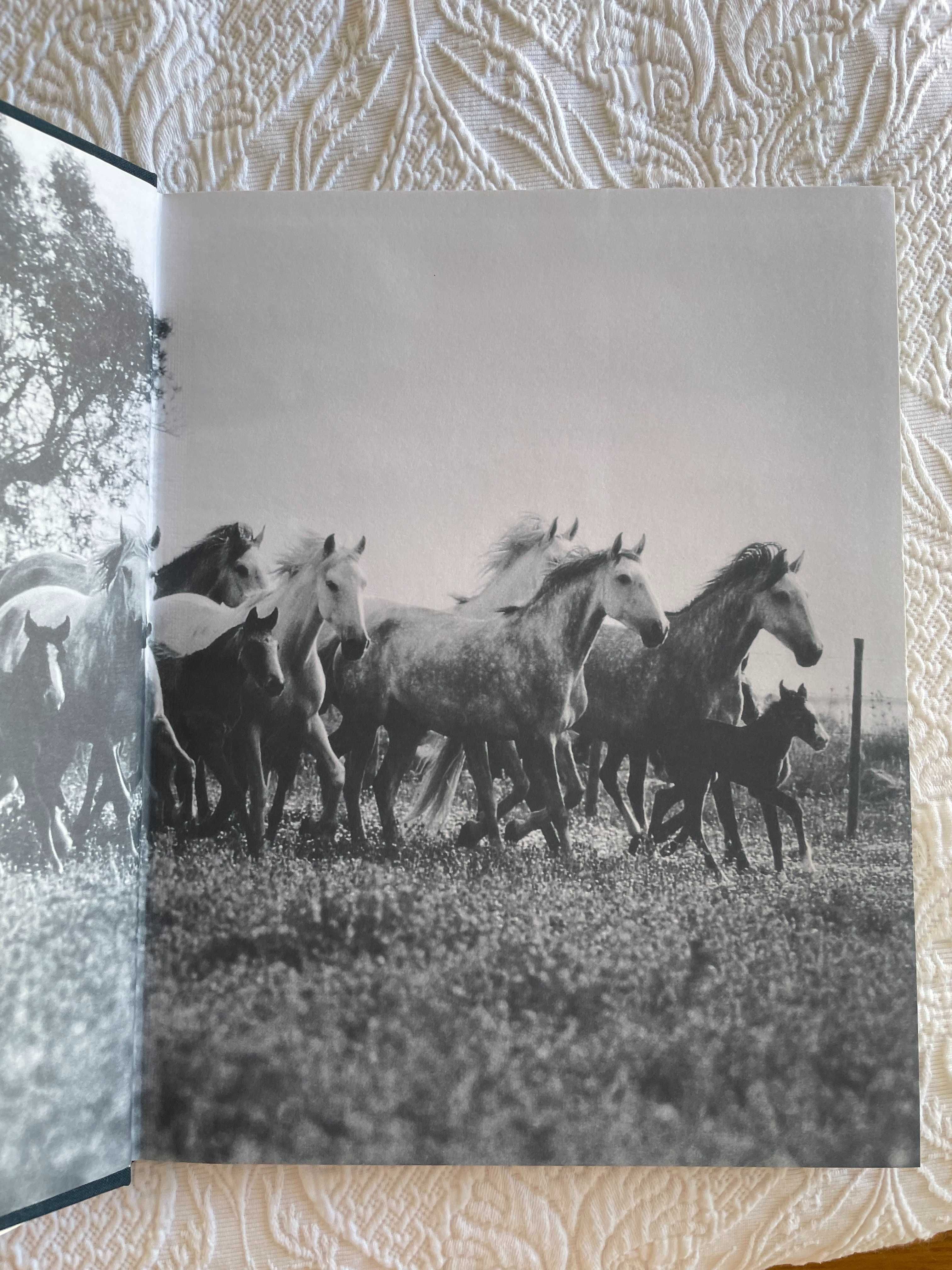 Cavalos Veiga - Tradição e actualidade