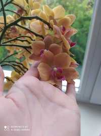 Фаленопсис орхідеї