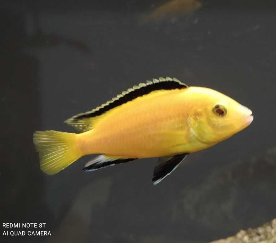 Pyszczaki Labidochromis caeruleus Yellow Kakusa