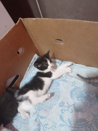 Котята, С начала войны приютили кошку,  она привела 4 котёнка, сегодня