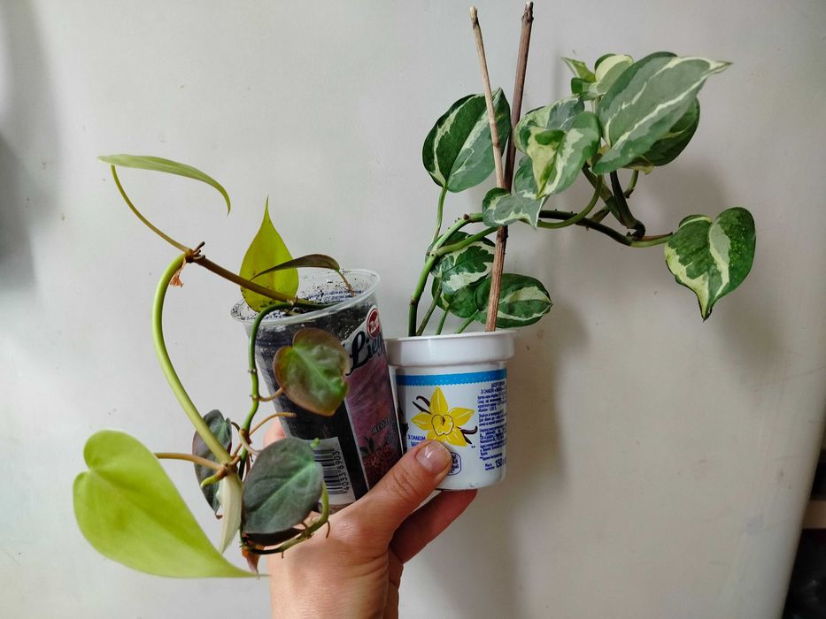 БегонияКлеопатра Рео сциндапсус Сингониум АлоеФилодендронХамедорея