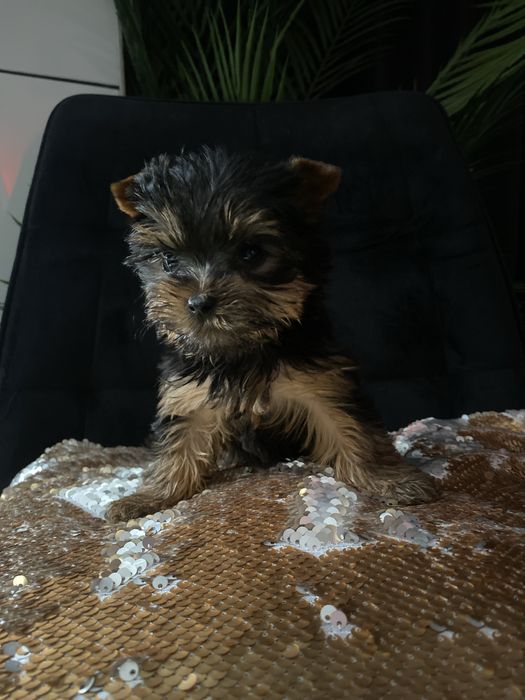 Кучерявий цуцик міні йорк бейбі фейс на подарунок!