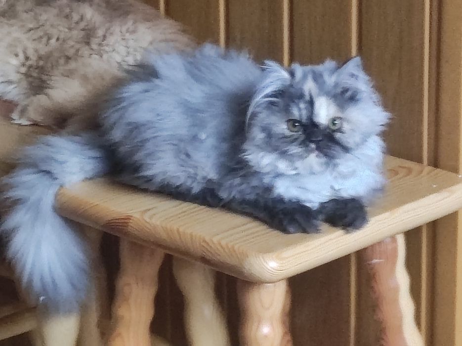 Kotka perska, pers persy