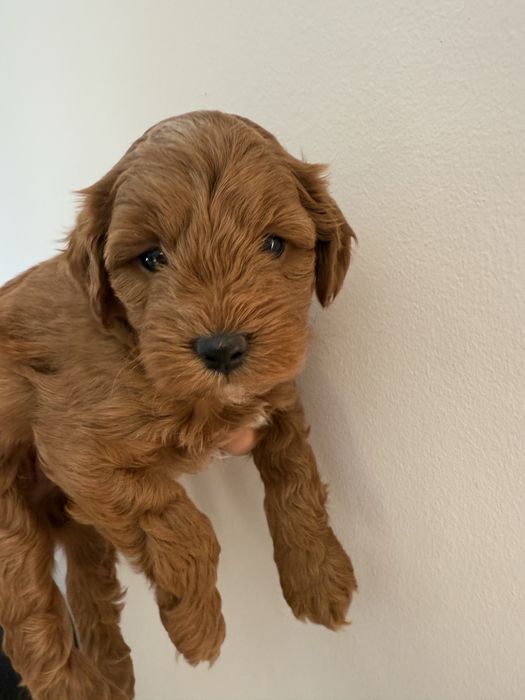 Uroczy piesek Maltipoo / Poochon/Bichpoo /cavapoo/