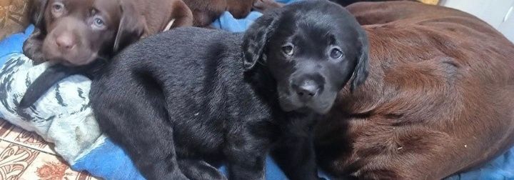 Шоколадный и черный Лабрадор Ретривер щенки питомника