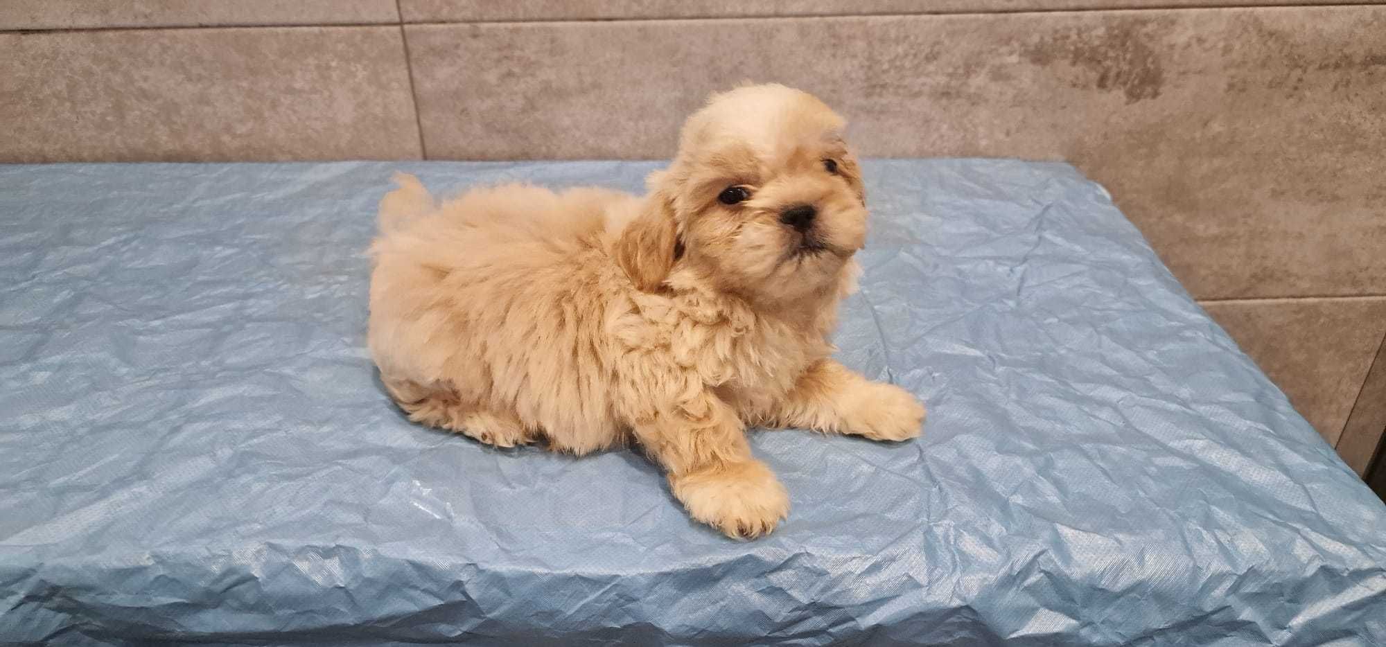 Shih tzu de pelo comprido excelente qualidade