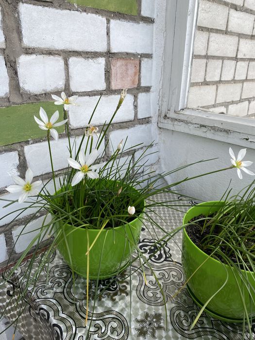 Продам комнатный цветок Зефирантес (комнатный нарцисс)