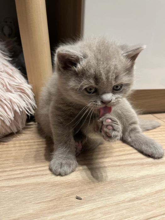 Kot brytyjski liliowy