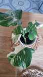 Monstera variegata kolekcjonerska roślina domowa doniczkowa kwiaty