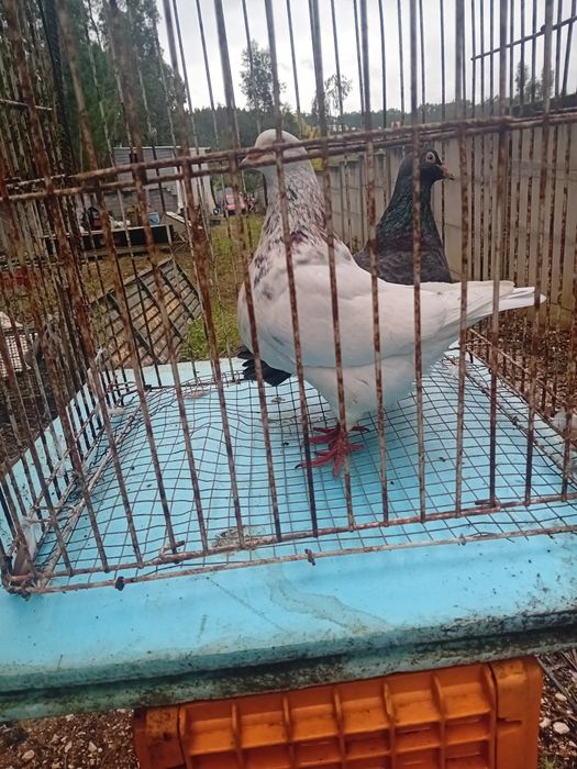 Casal de Texan prontos a criar