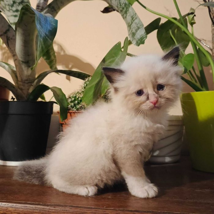 Kotka Kocurek Syberyjski Neva Masquarade ROOWÓD dla ALERGIKÓW