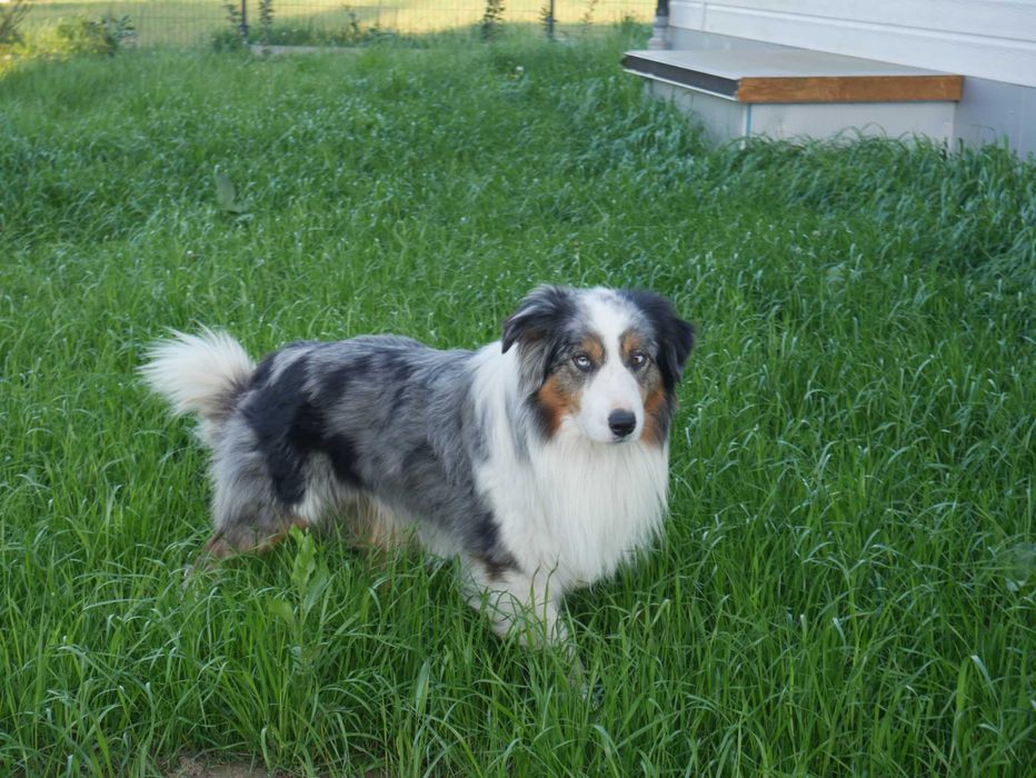 Border collie -czekoladowy