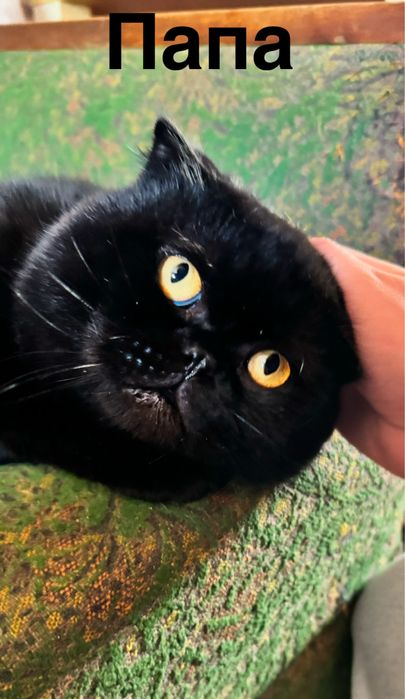 Продам породистих кошеняток