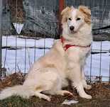 Border collie -suczka