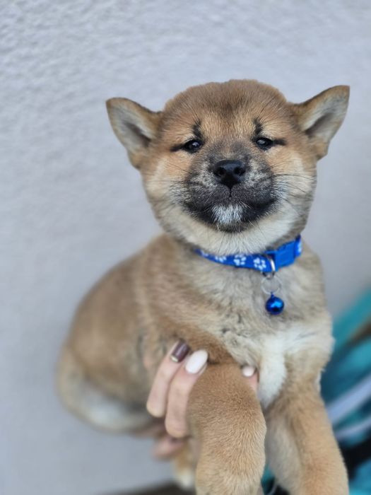 SHIBA INU szczeniak metryka piesek pies do odbioru szczenię