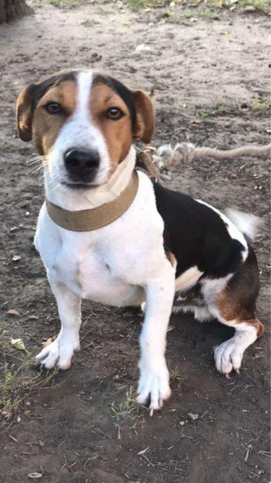 Вязка Джек Рассел Терьер кабель