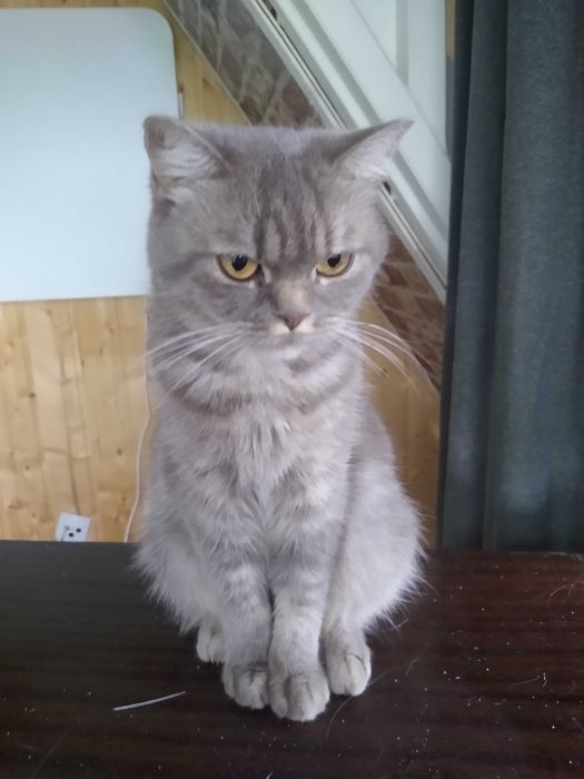 Kotka  brytyjska rodowodowa Fela