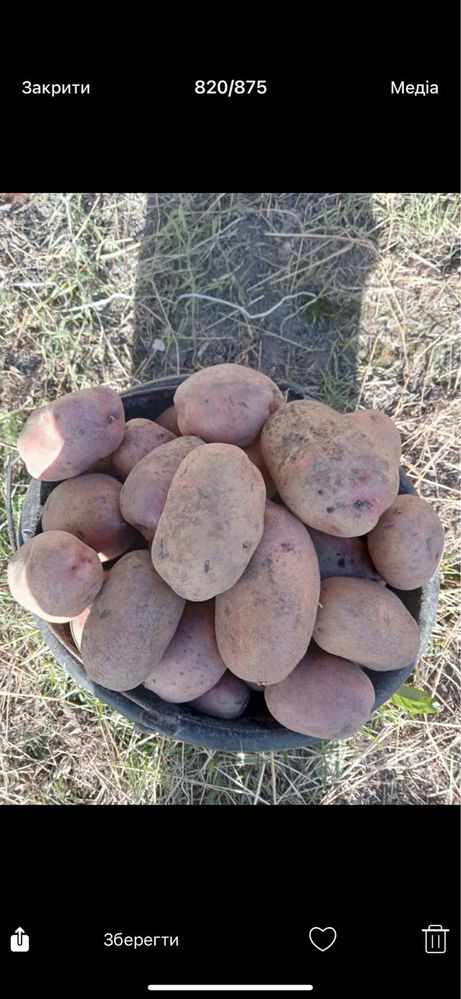продам картоплю різних сортів