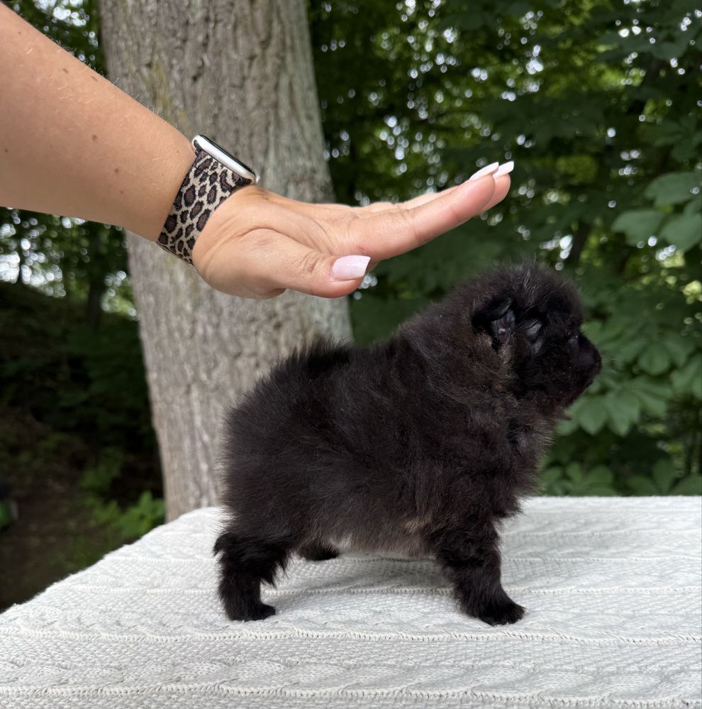 Szpic miniaturowy Pomeranian Gotowy do odbioru  Miś ZKWP FCI mini xxs
