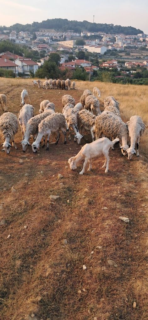 Vendo rebanho churra bragançana 50 e 9 cabras